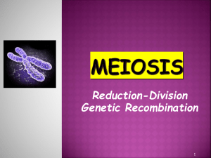 meiosis reductiodivision