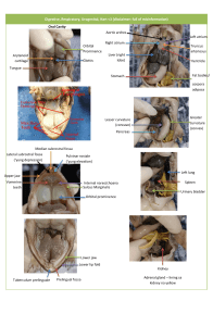 Frog Anatomy Dissection Guide: Digestive, Respiratory Systems