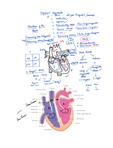 Gr9 - structure of heart