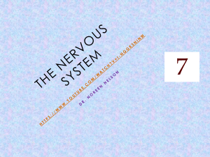 CH 7 Nervous System