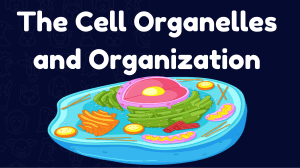 Cell-Organelles-and-Cell-Structures-and-Junctions 