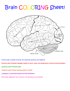 ABAM-School-Toolkit-Activity-Brain-Coloring-Sheet-Grades-K-2