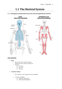 1-1-the-skeletal-system1