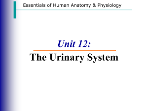 Unit 20 Urinary System Notes (1)