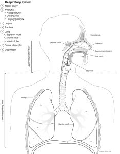 ACB14-1 Respiratory System (1)