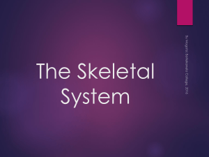 The Skeletal System + Joints complete notes