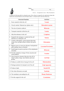 Cell Organelles Worksheet with Answers