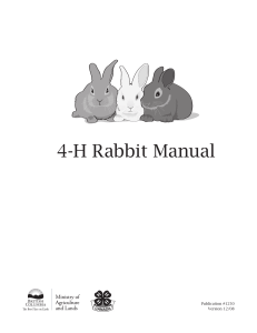 4h rabbit RG