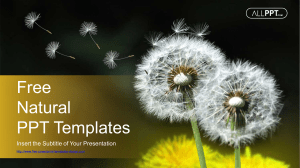 Dandelion Seeds Blowing PowerPoint Templates