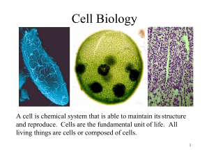 Week 4 Cell Theory and Cell Structure