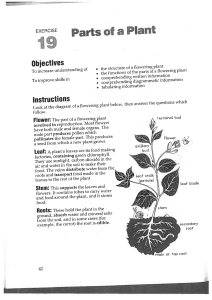 Parts of a Plant (Yr 8)