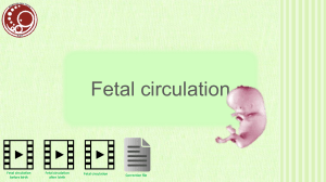 4- Fetal Circulation