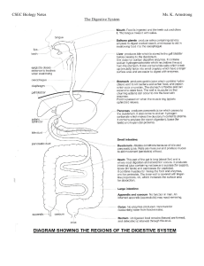 3rd Form Notes - Digestion (1)
