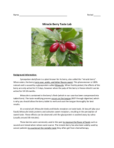 Miracle Berry Taste Lab