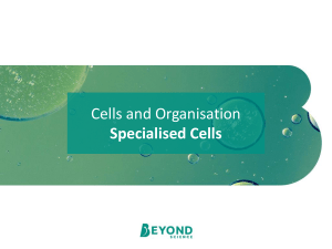 Cells-and-Organisation-L4-Specialised-Cells-PowerPoint