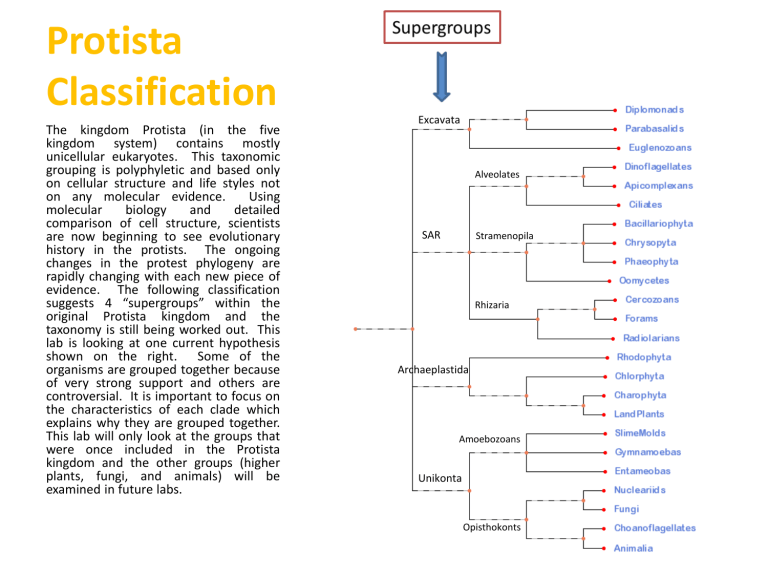 Why Is Protista No Longer A Kingdom