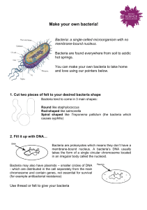 creat your own bacteria