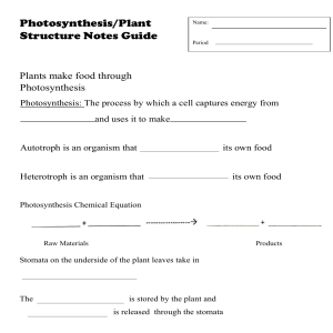 photosynthesis and plant structure notes guide