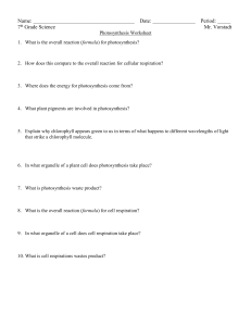 Photosynthesis Worksheet