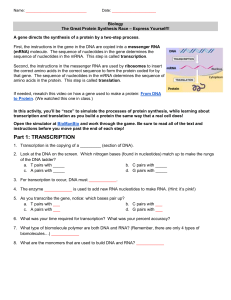 Protein Synthesis: Transcription & Translation Worksheet