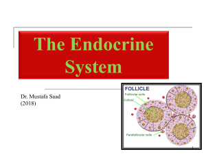 12 - Endocrine System