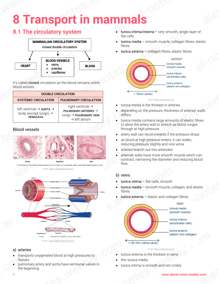 8 transport in mammals