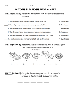 Mitosis and Meiosis Practice Sheet