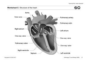 Worksheet Heart Disecction
