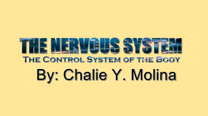 nervous system-m1