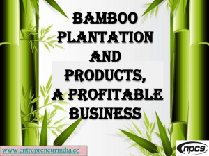Bamboo Plantation and Products, a Profitable Business-890631-