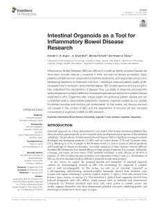 Intestinal organoids as a tool for inflammatory bowel disease research