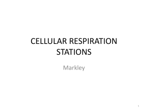 CELLULAR RESPIRATION STATIONS