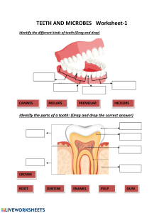 Parts of the tooth worksheet