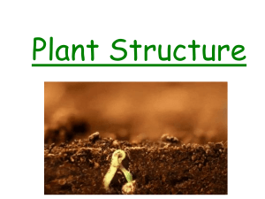 Intro to plant structure 1 PPT