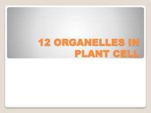 12 ORGANELLES IN PLANT CELL