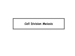 Cell - Division - Meiosis