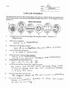 6-Cell-cycle-worksheet-key