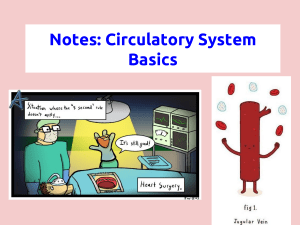 Notes  Circulatory System Basics