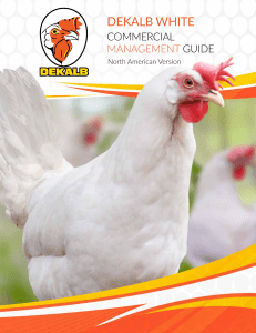 Dekalb White CS management guide  North American Version L2221-1