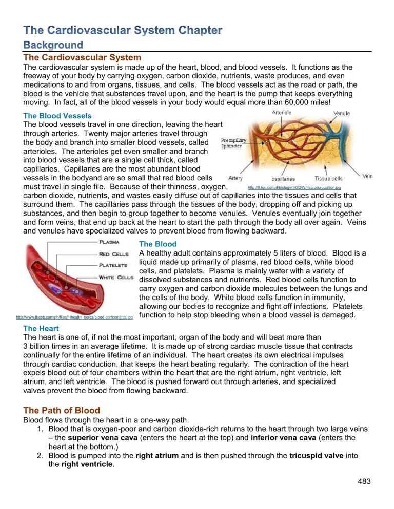 Cardiovascular System