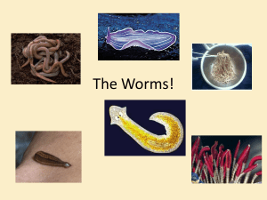 the worms!