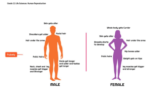Human Reproduction Summary (Puberty, menstrual cycle, contracpetion)