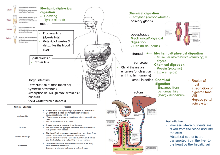 human-nutrition-summary-notes