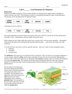 Bio Lab 12 - Leaf Structure and Stomates