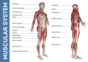 Q2 LESSON 2- MUSCULAR SYSTEM