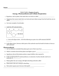 Photosynthesis & Cellular Respiration Study Guide