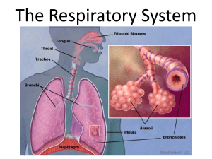 5. Respiratory System PowerPoint