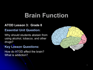  Brain Function