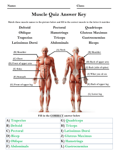 muscle quiz answer key