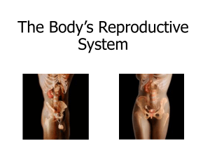 Reproductive-System-Power-Point-Ackroyd